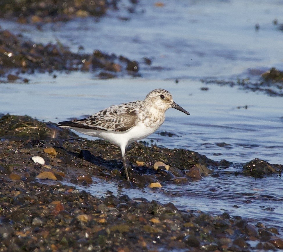 Txirri zuria - ML644977448