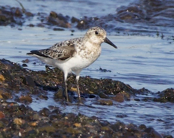 Txirri zuria - ML644977450