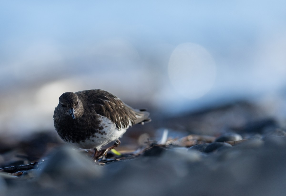 Black Turnstone - ML644977469