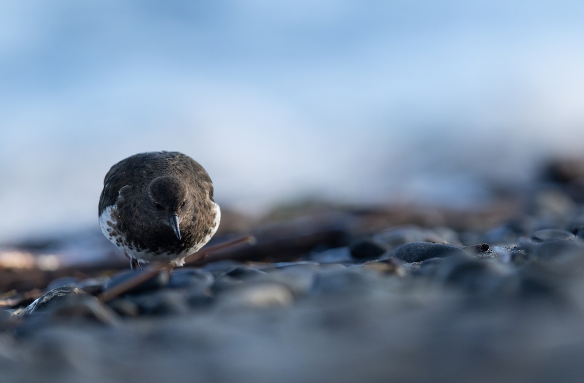 Black Turnstone - ML644977470