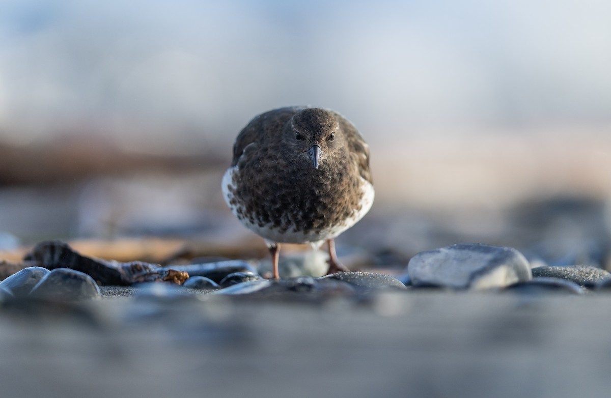 Black Turnstone - ML644977471