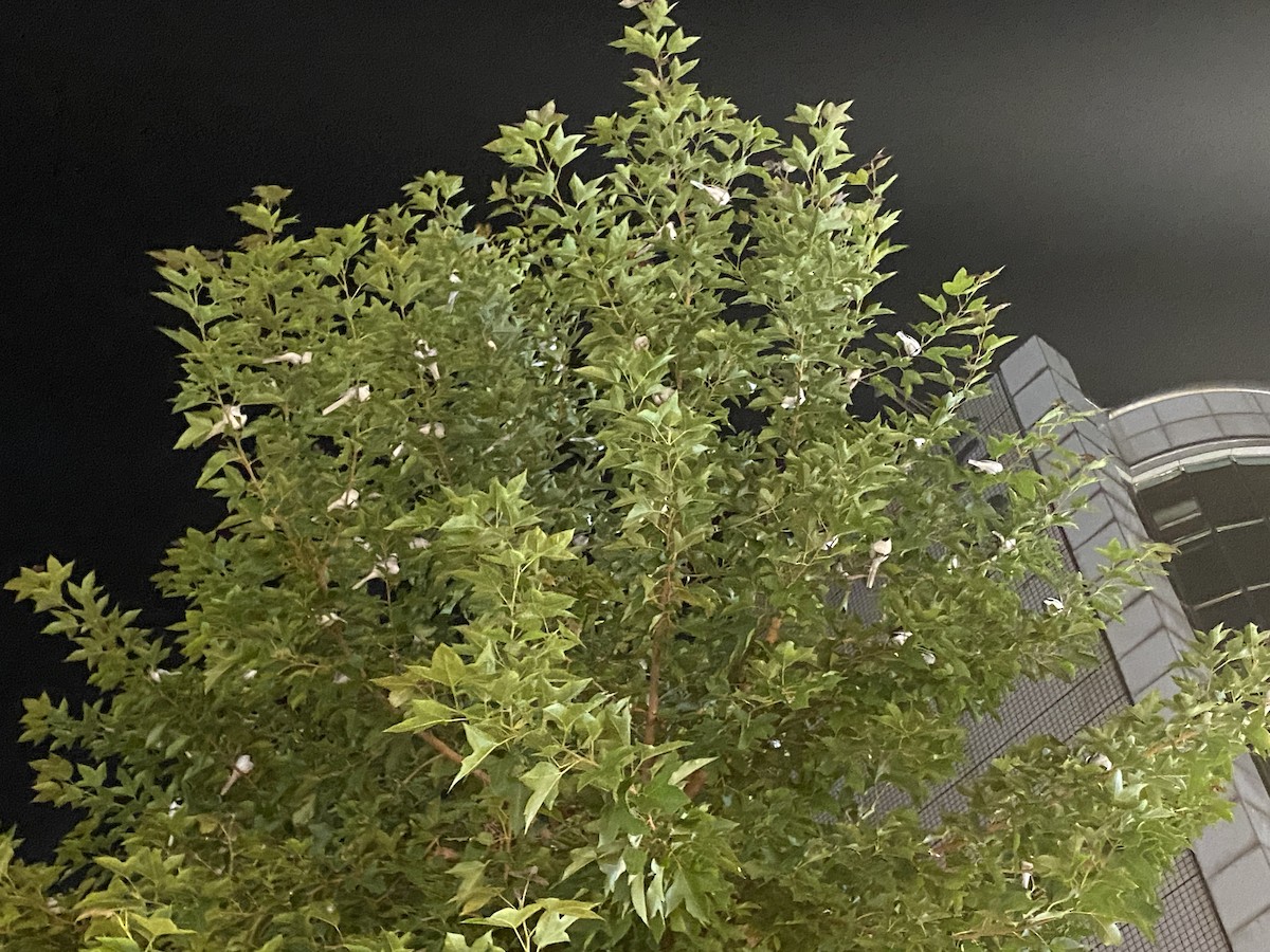 White Wagtail - ML644977505