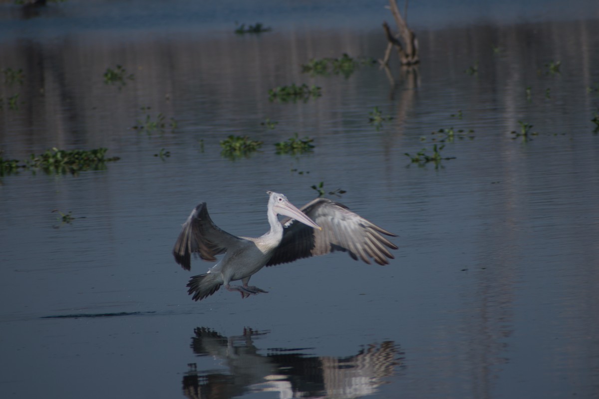 Pelícano Oriental - ML644977507