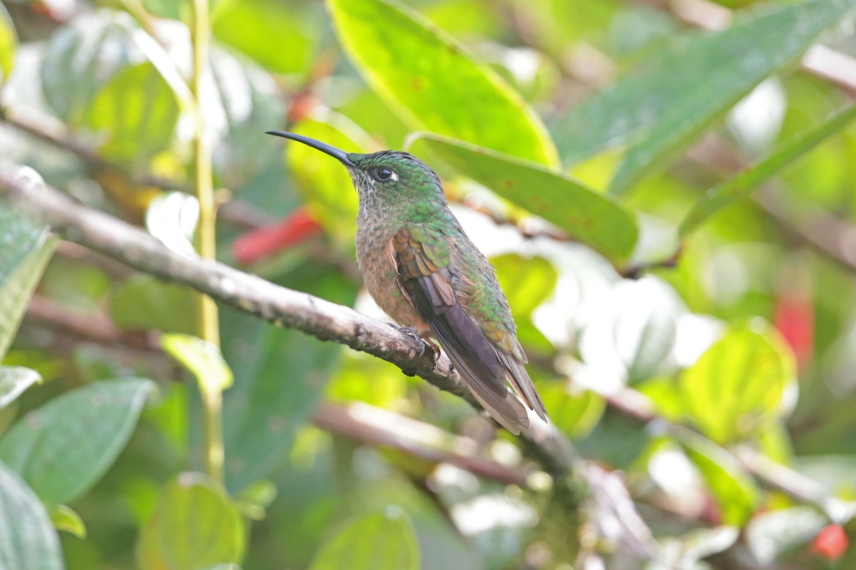 チャムネテリハチドリ - ML644977518