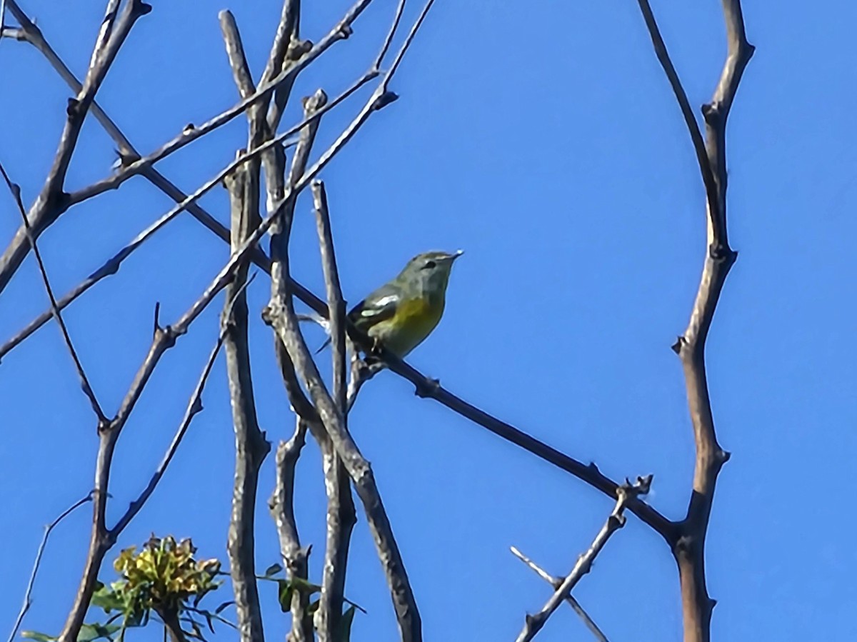 Northern Parula - ML644977519