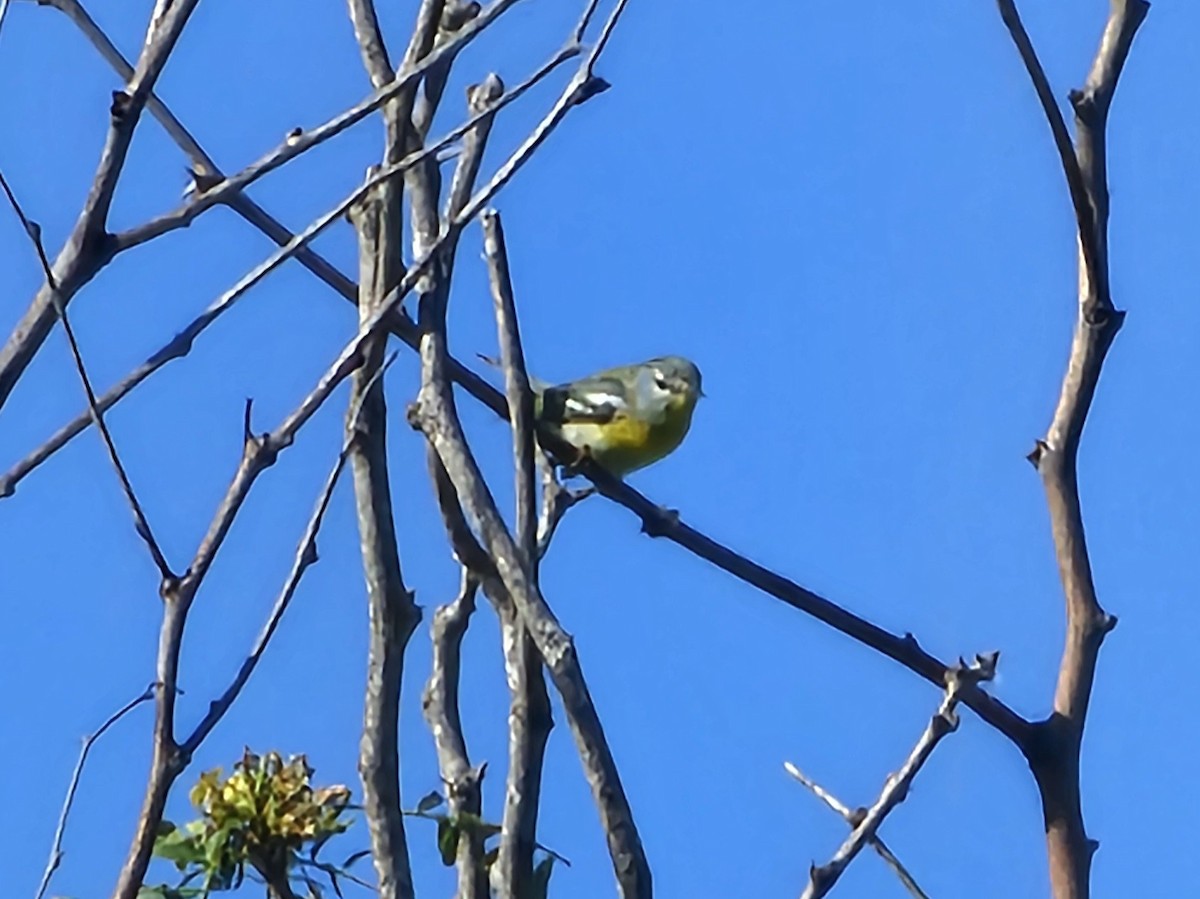 Northern Parula - ML644977520