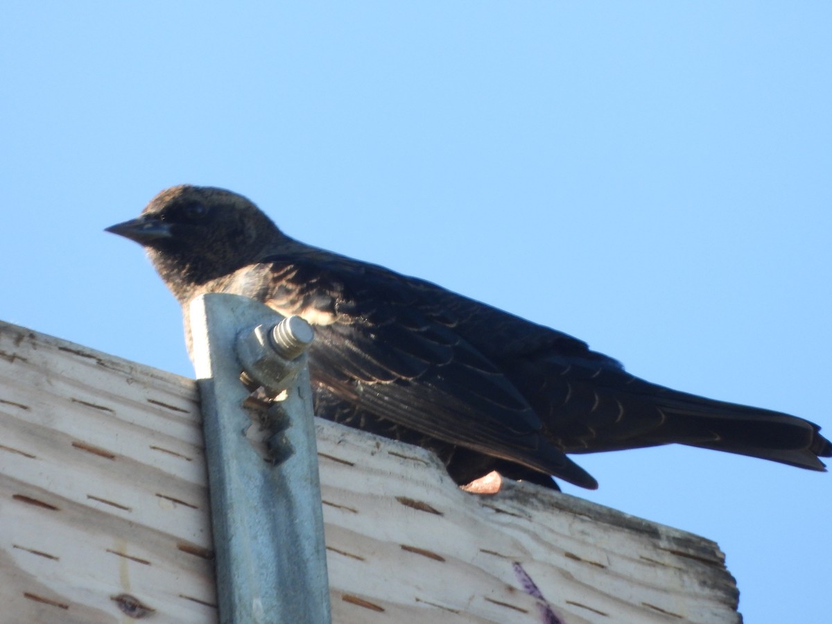 Tricolored Blackbird - ML644977527