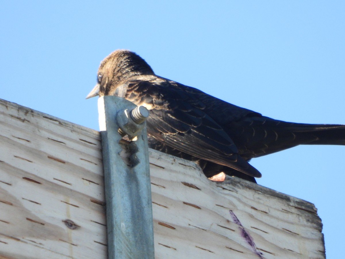 Tricolored Blackbird - ML644977528