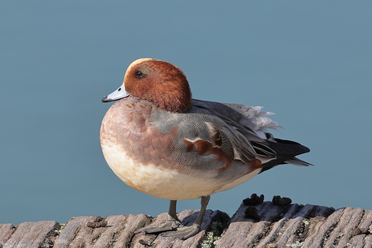 Eurasian Wigeon - ML644977551