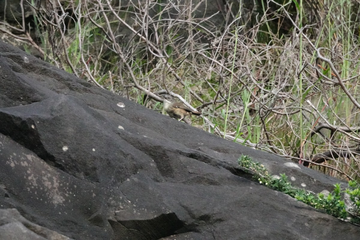 White-browed Scrubwren - ML644977561