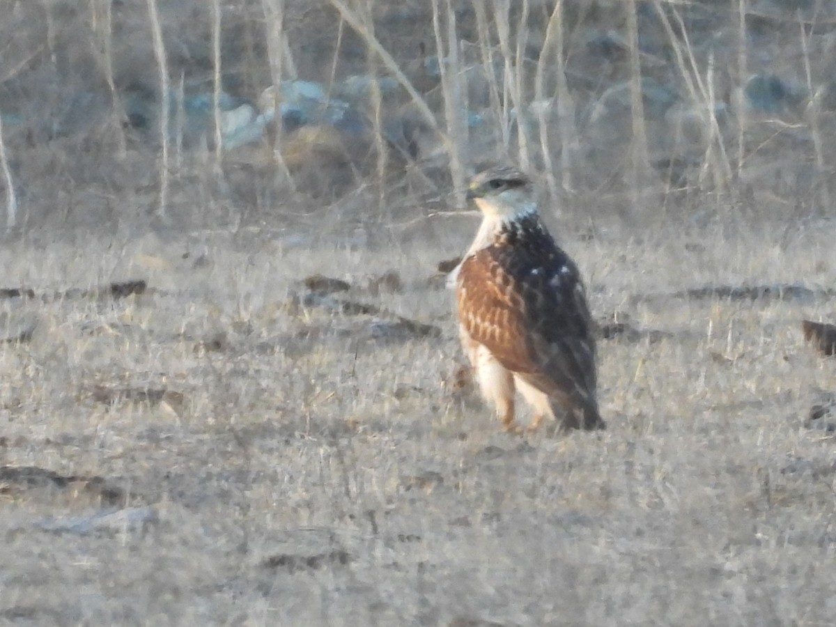 kongevåk - ML644977562