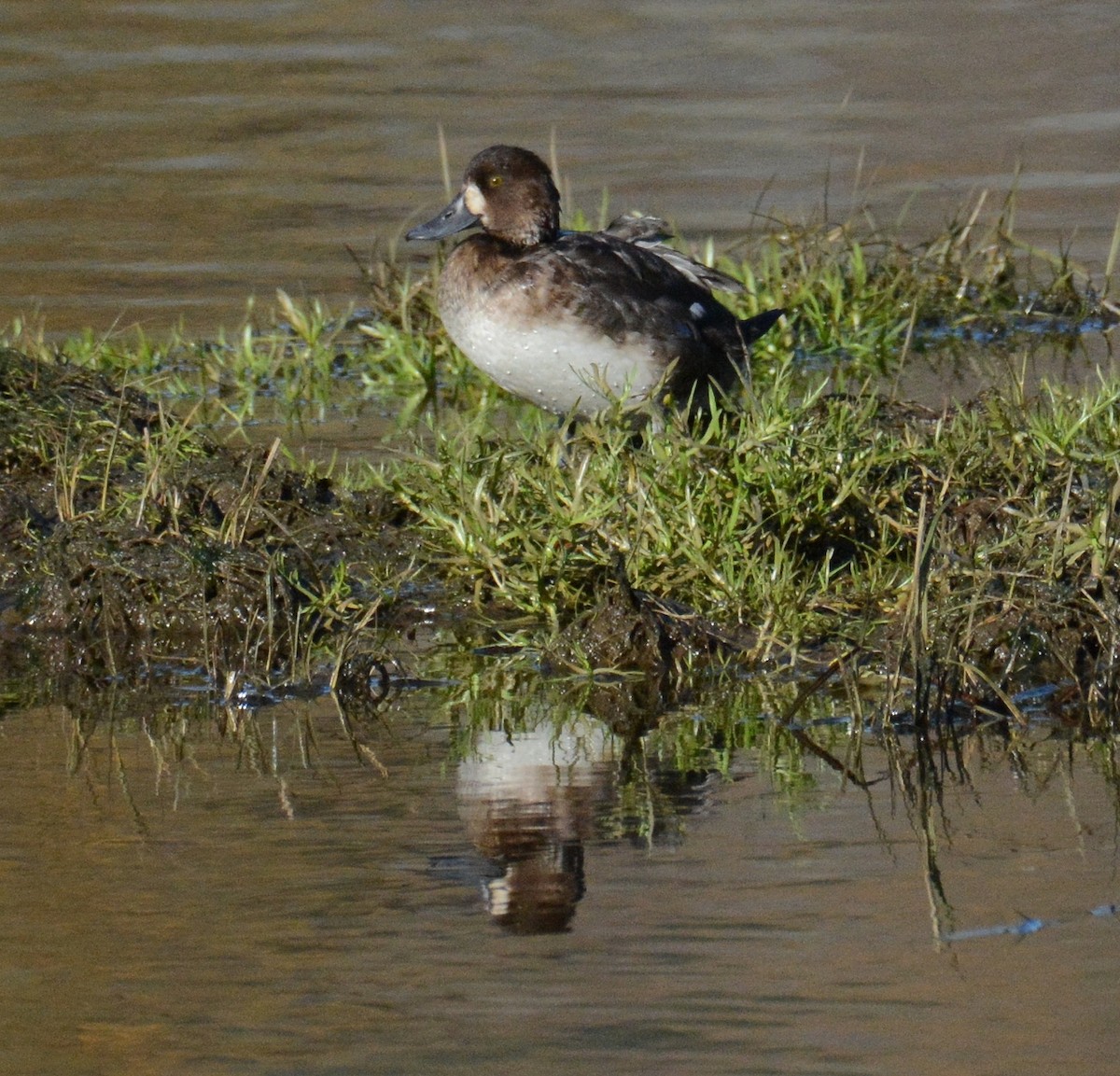 Greater Scaup - ML644977564