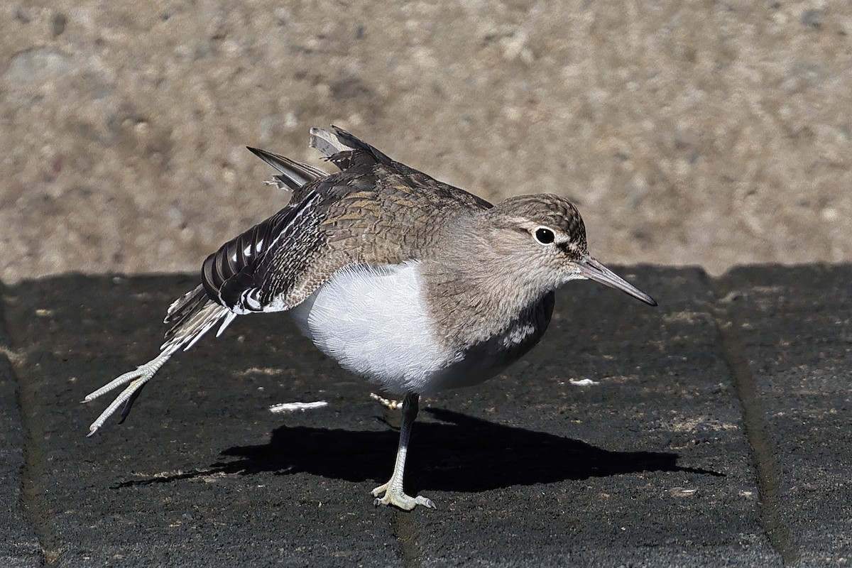 Common Sandpiper - ML644977578