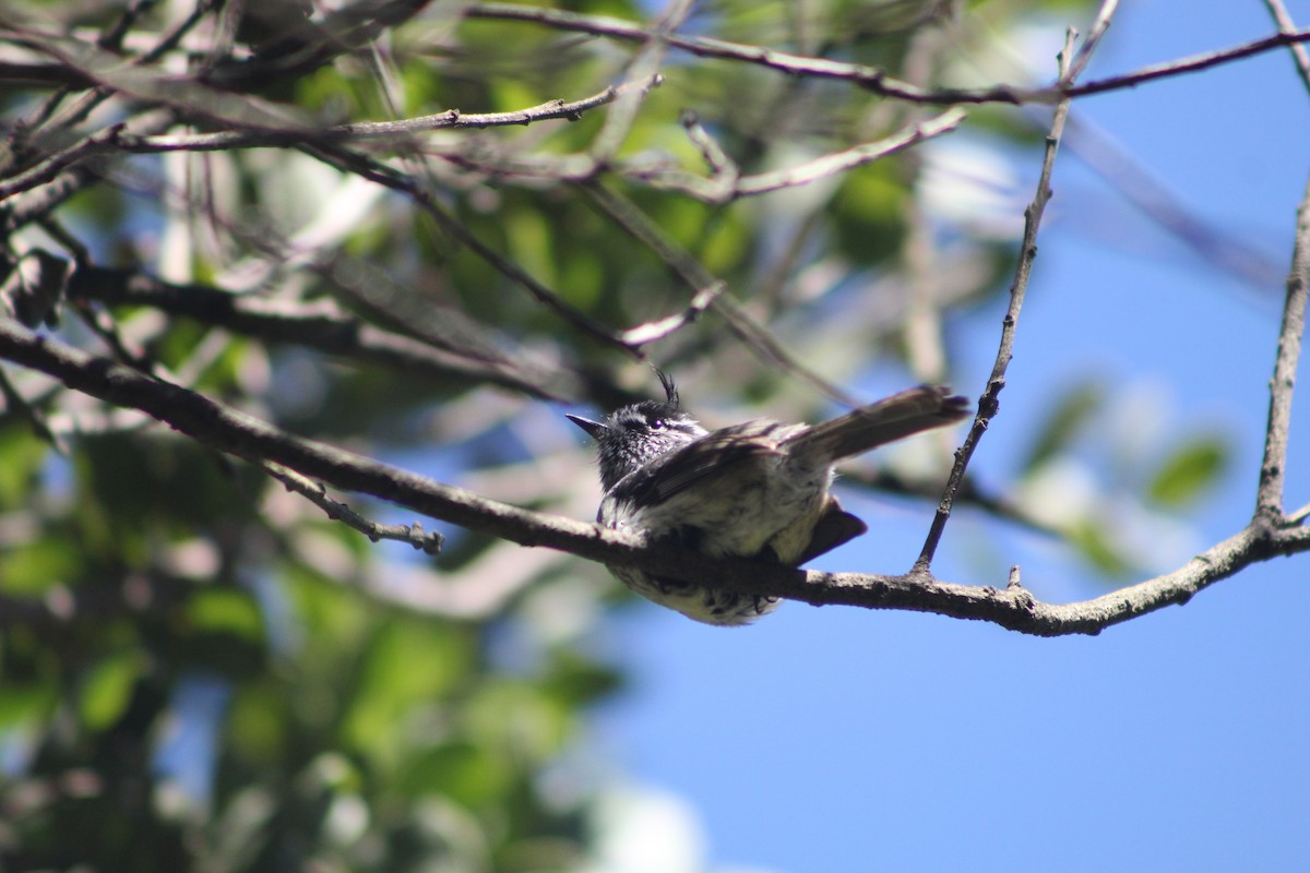 Tufted Tit-Tyrant - ML644977596