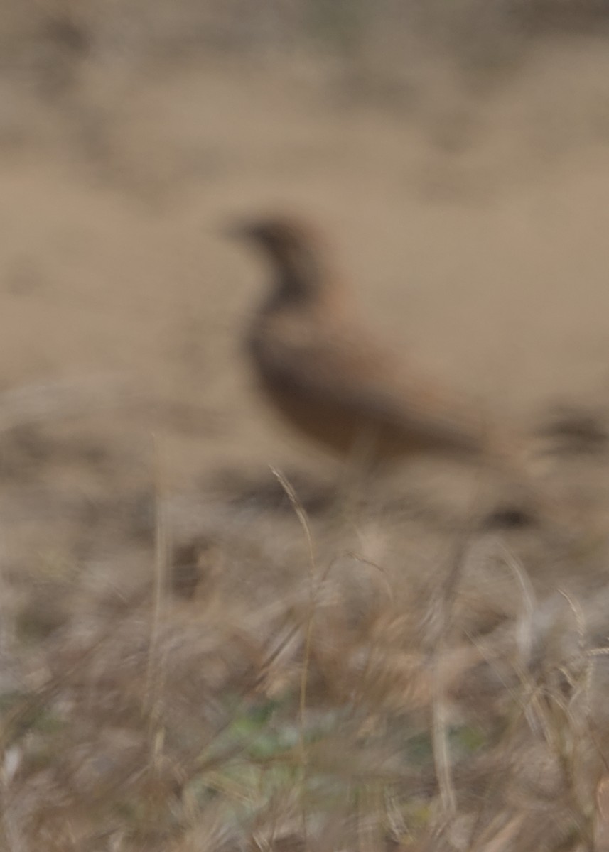 Eastern Clapper Lark - ML644977597