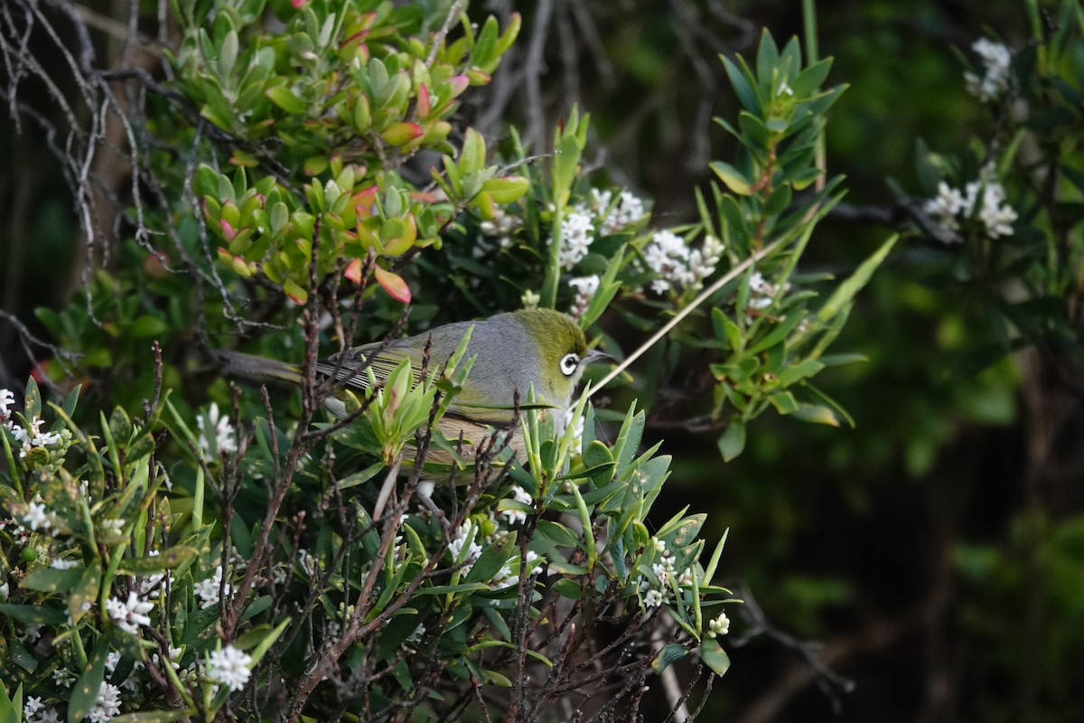 Silvereye - ML644977683