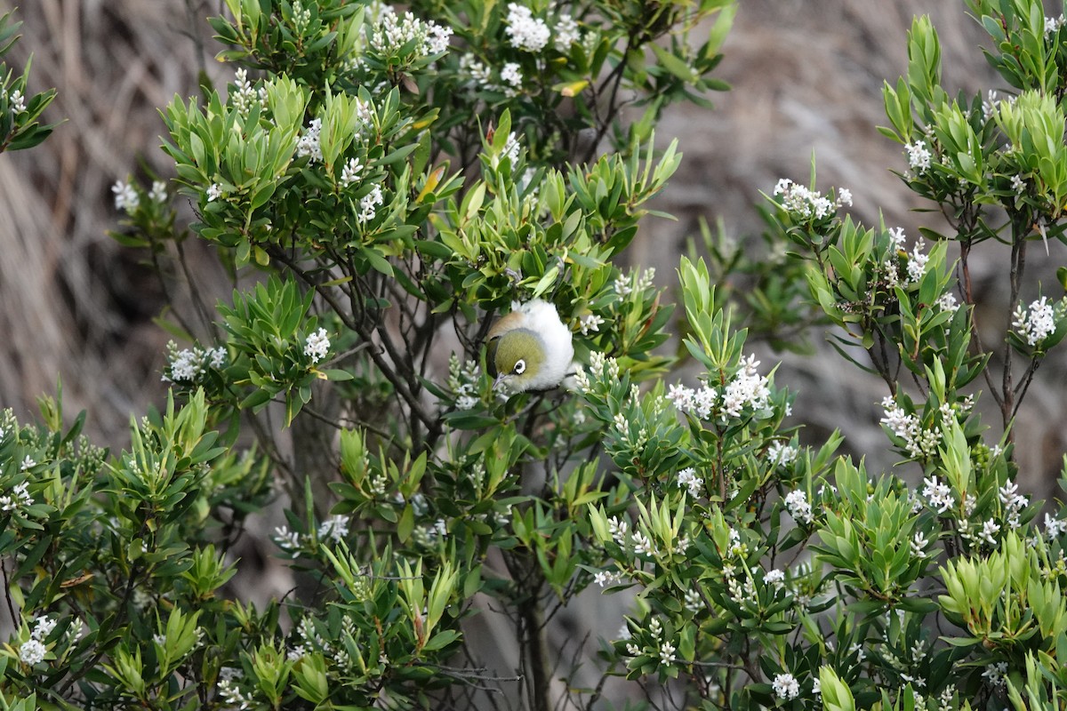 Silvereye - ML644977684