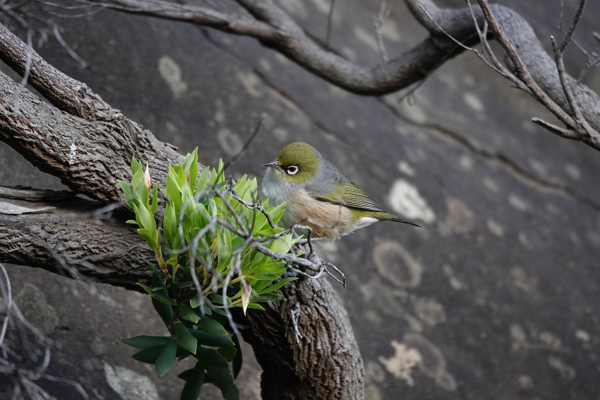 Silvereye - ML644977687