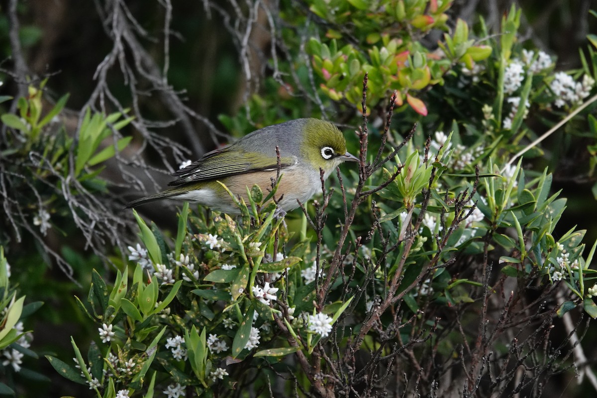 Silvereye - ML644977688