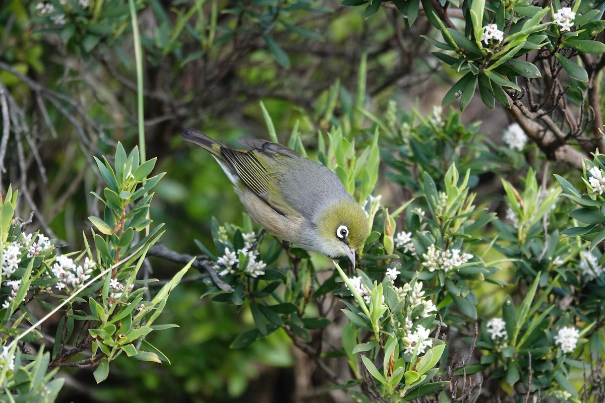 Silvereye - ML644977690