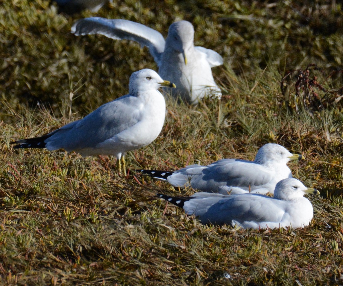Ring-billed Gull - ML644977704