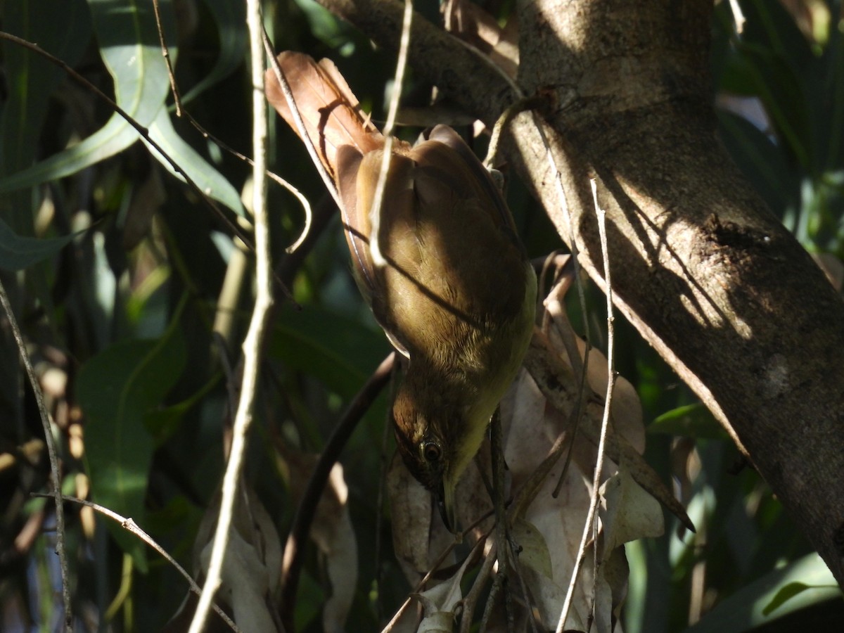 Cabanis's Greenbul - ML644977724