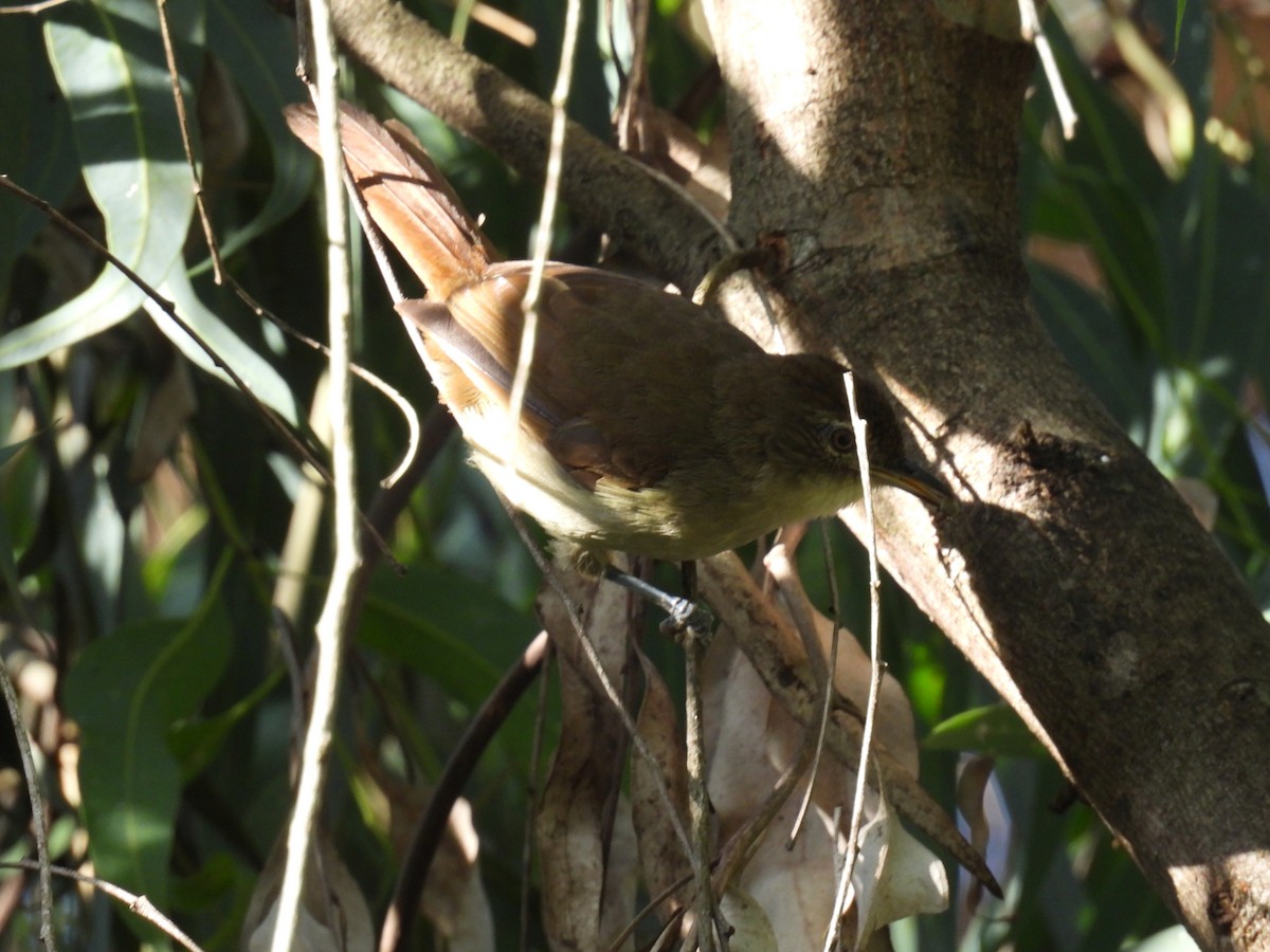 Cabanis's Greenbul - ML644977725
