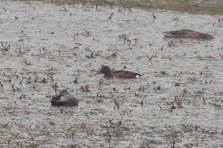Baer's Pochard - ML644977739