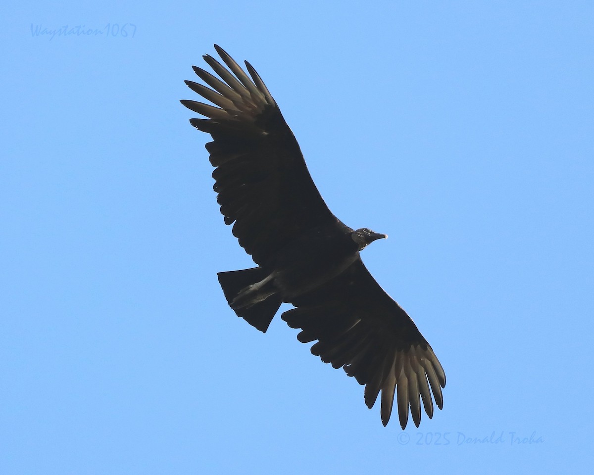 Black Vulture - ML644977763