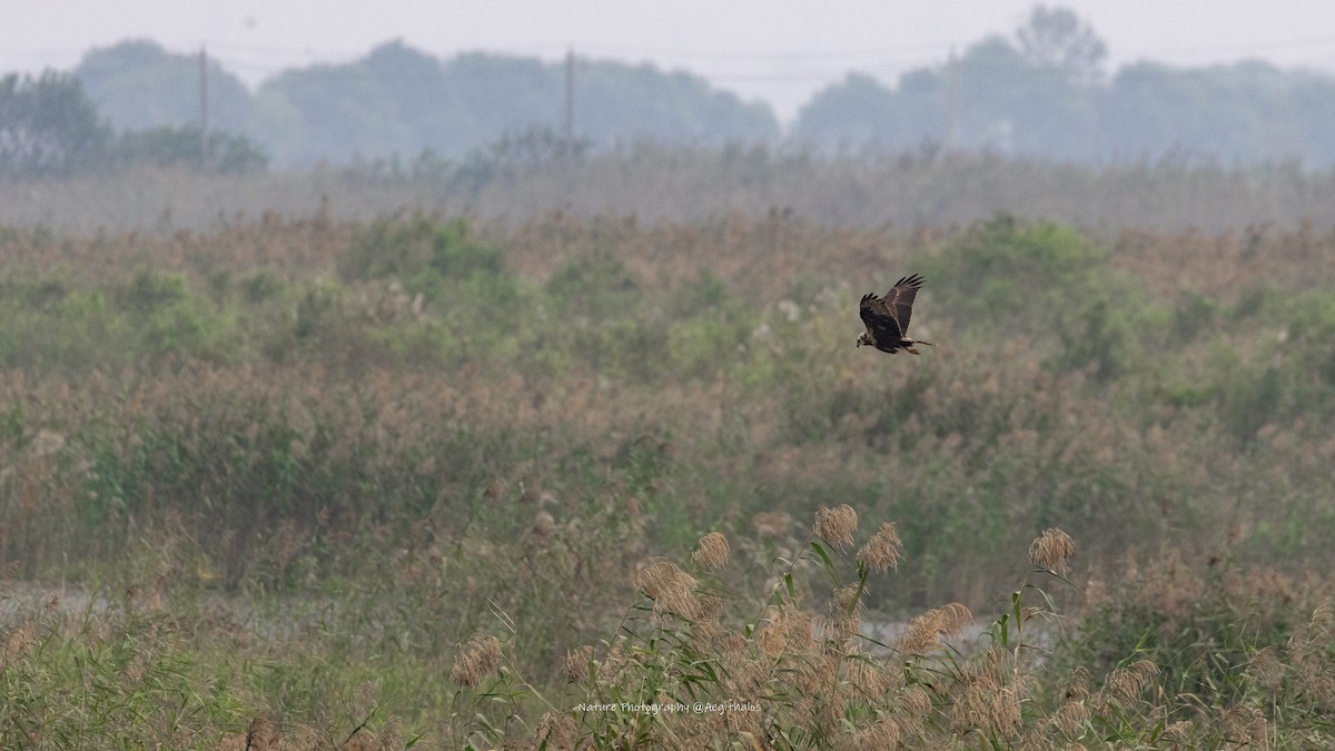 Eastern Marsh Harrier - ML644977806
