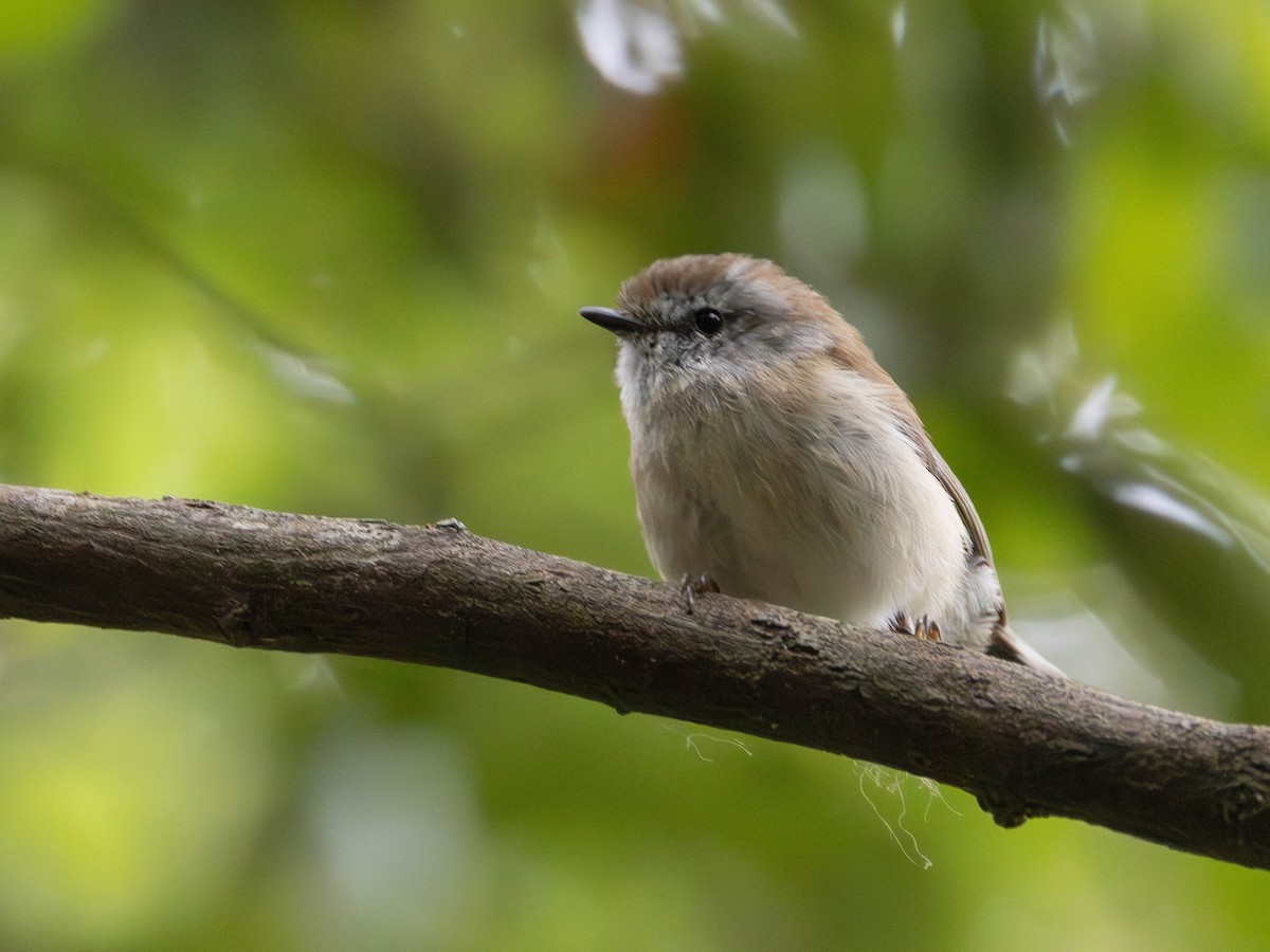 Brown Gerygone - ML644977807