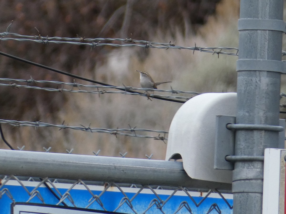 シロハラミソサザイ - ML644977814