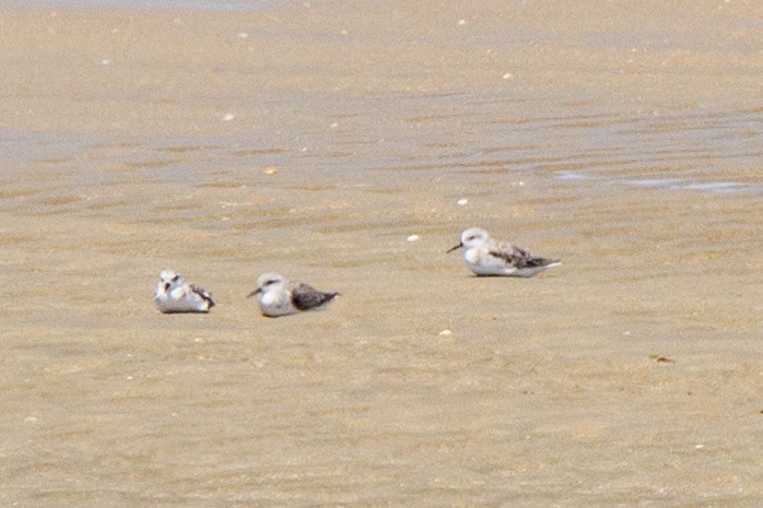 Txirri zuria - ML644977818