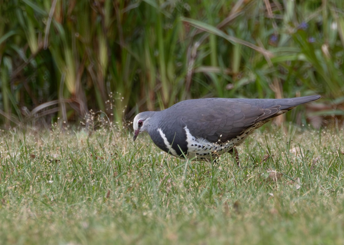 Wongataube - ML644977824