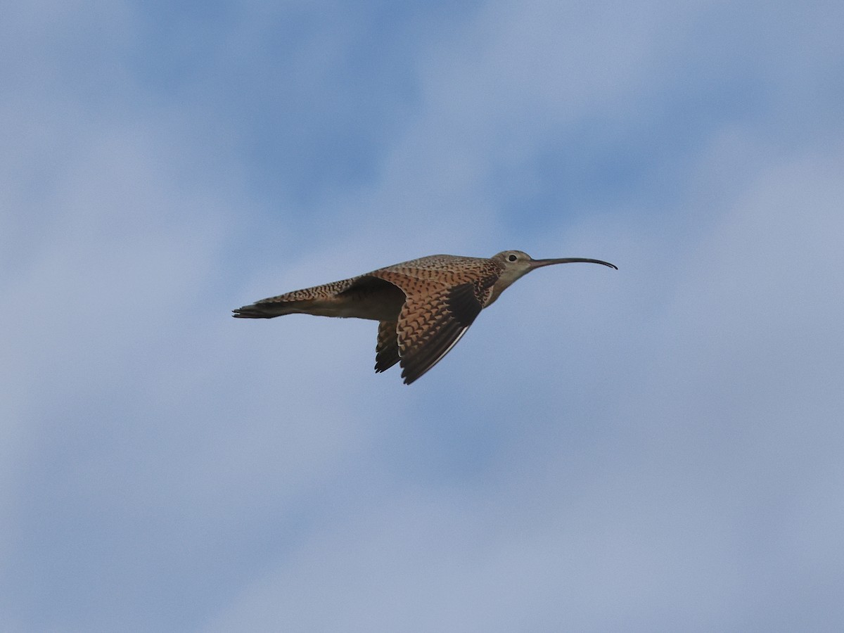 Long-billed Curlew - ML644977852