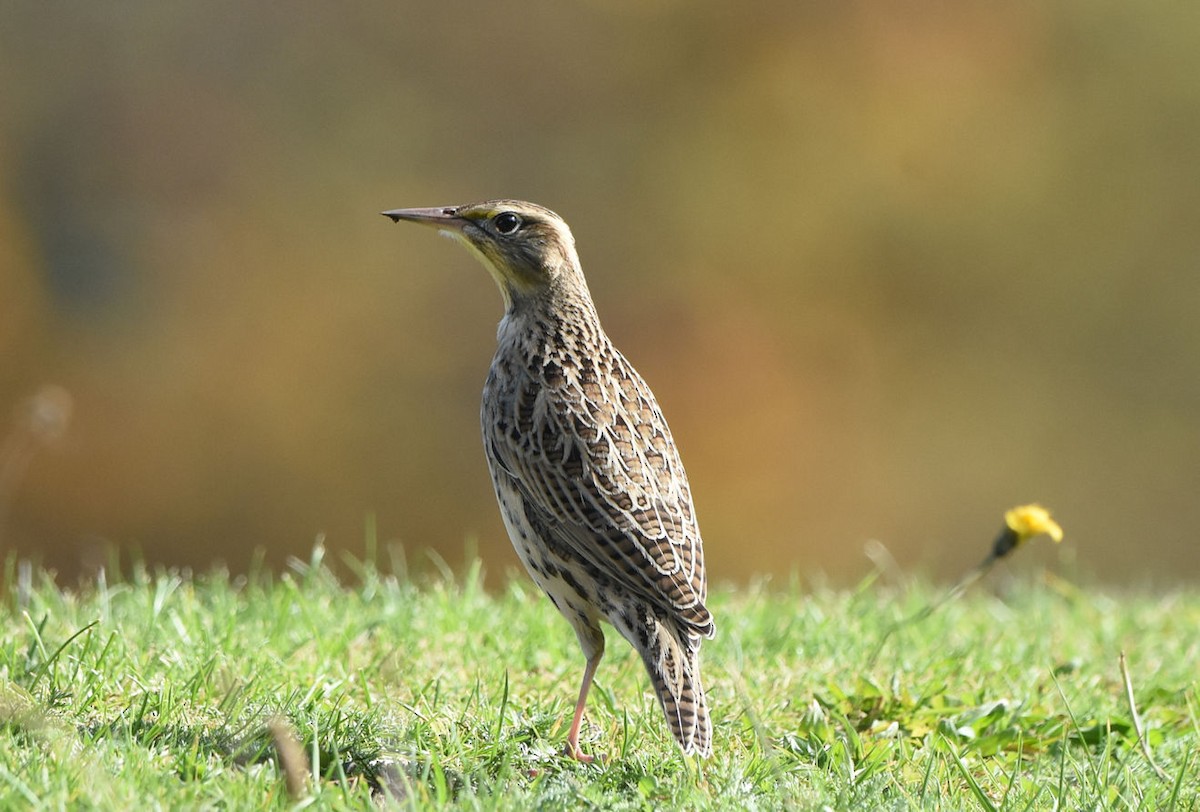 Western Meadowlark - ML644977856