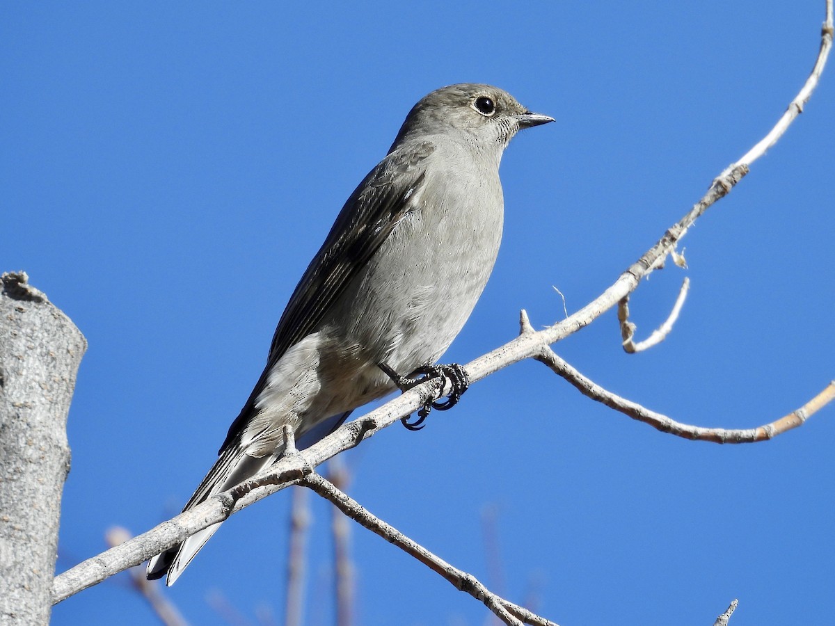 Townsend's Solitaire - ML644977864