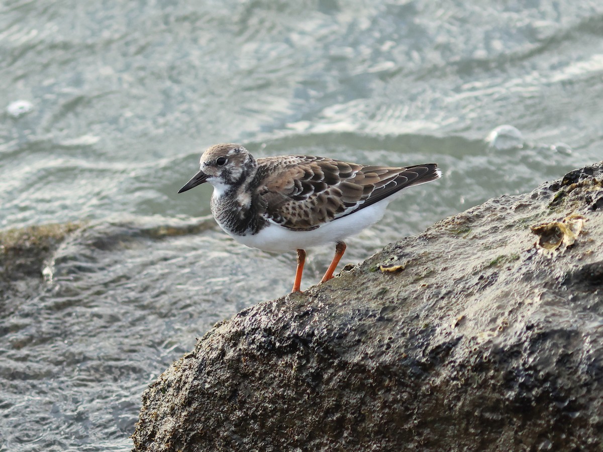 Ruddy Turnstone - ML644977874