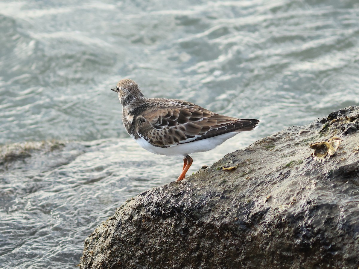 Ruddy Turnstone - ML644977877