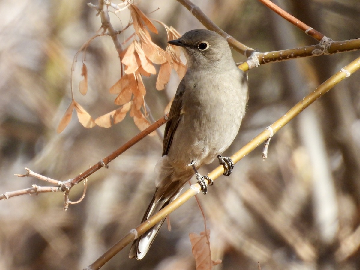 Townsend's Solitaire - ML644977884