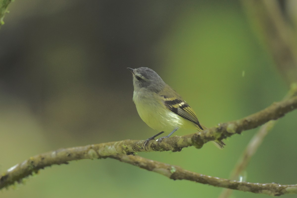 White-tailed Tyrannulet - ML644977890