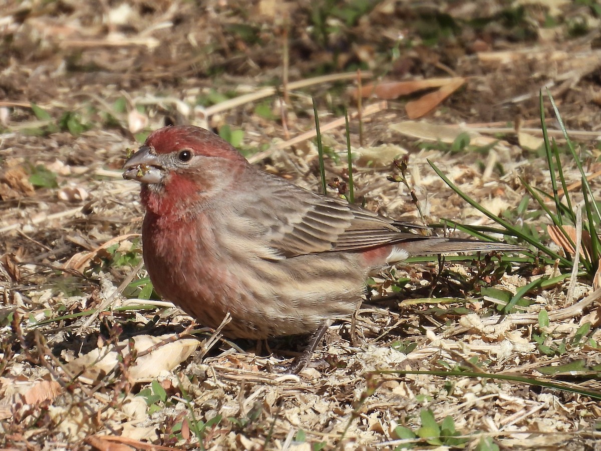 House Finch - ML644977903