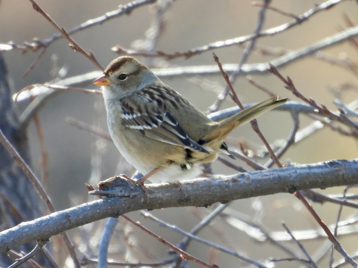 White-crowned Sparrow (Gambel's) - ML644977913