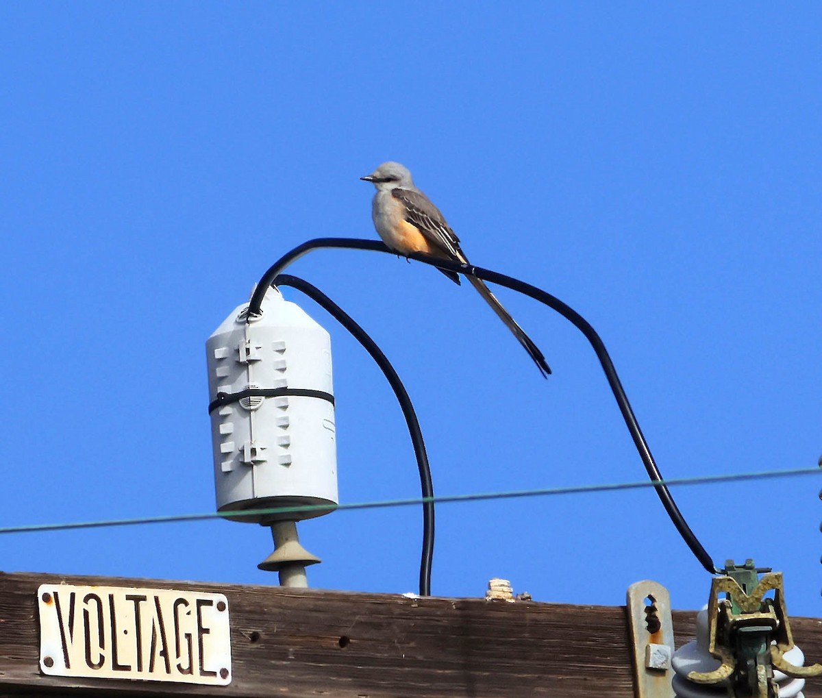 Scissor-tailed Flycatcher - ML644977918