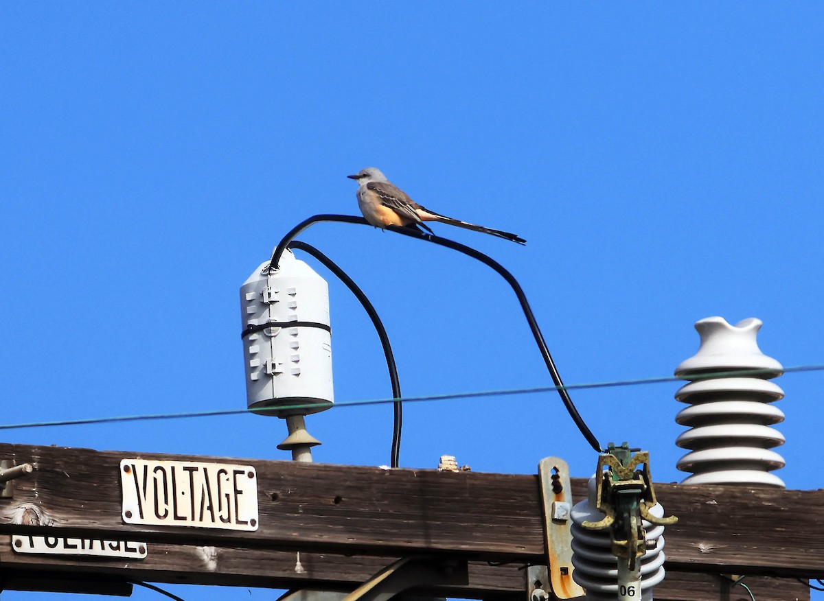 Scissor-tailed Flycatcher - ML644977919