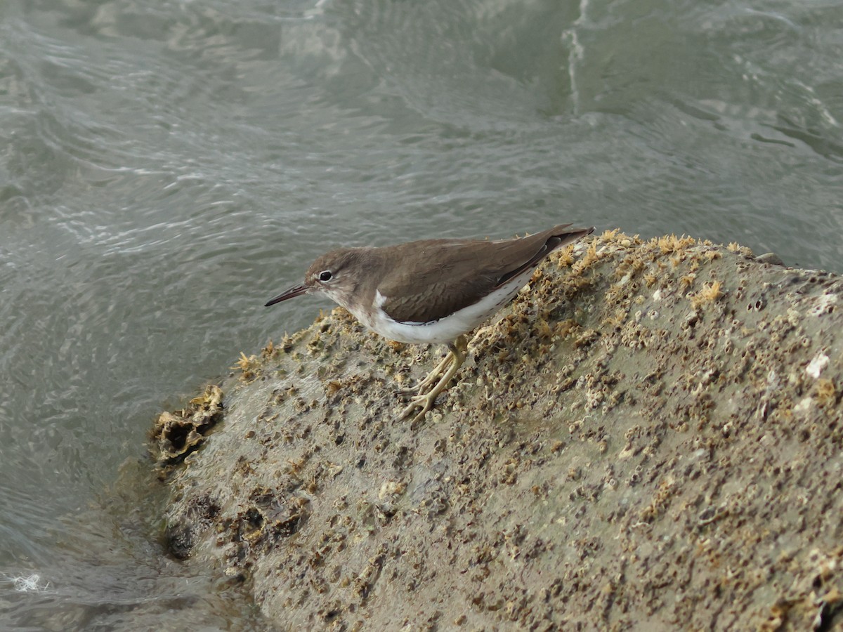Spotted Sandpiper - ML644977921