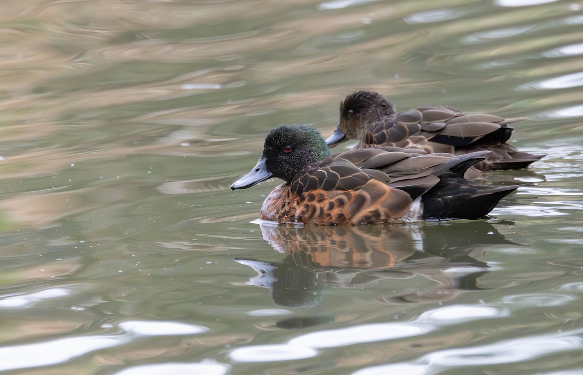 Chestnut Teal - ML644977925