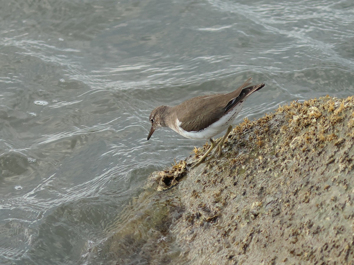 Spotted Sandpiper - ML644977926