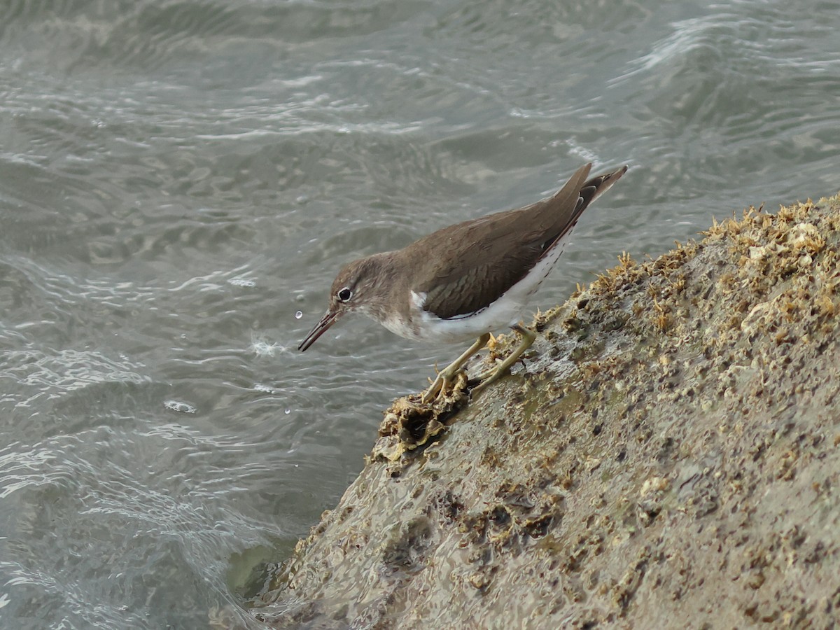 Spotted Sandpiper - ML644977927