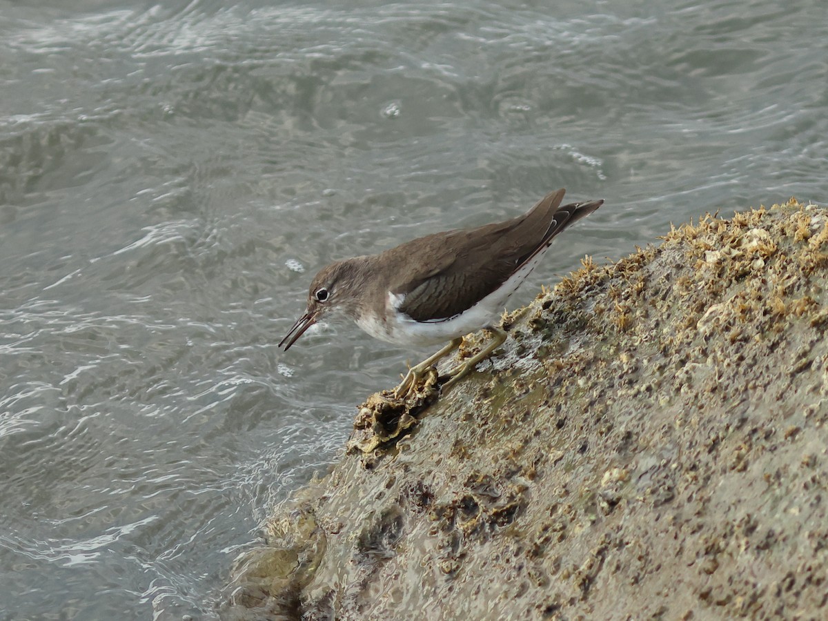 Spotted Sandpiper - ML644977933